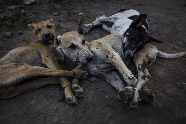 Indonesians-Taste-for-Dog-Meat-Grows-In-Popularity